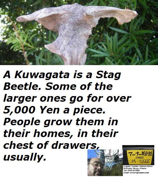 kuwagata-stag-beetle.jpg